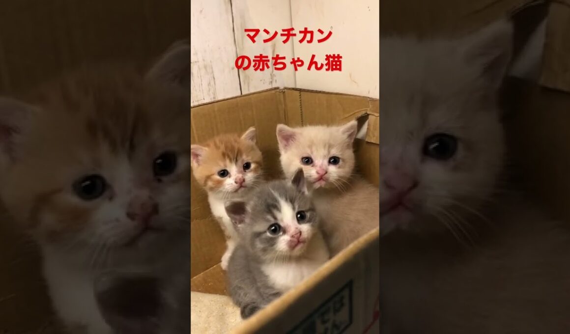 可愛いマンチカンの赤ちゃん猫