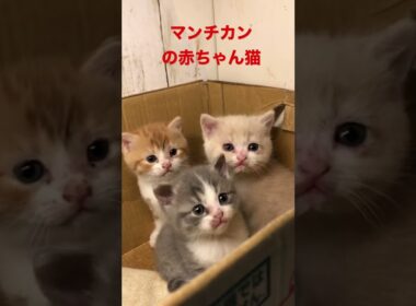 可愛いマンチカンの赤ちゃん猫