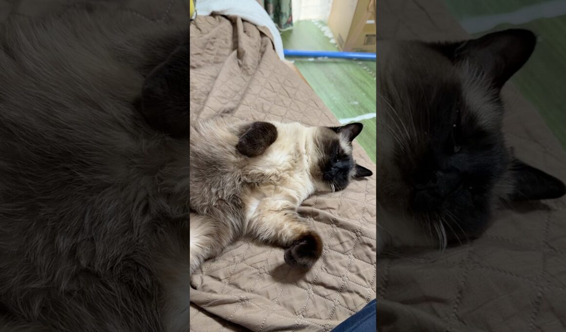 ソファでうたたねをしているシャム猫のふくさん【たぬき猫】 #cat #しゃむねこ #猫のいる暮らし #猫好きさんと繋がりたい #ねこ #cutecat #cat