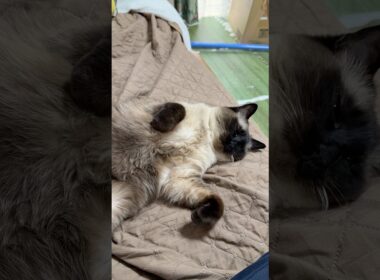 ソファでうたたねをしているシャム猫のふくさん【たぬき猫】 #cat #しゃむねこ #猫のいる暮らし #猫好きさんと繋がりたい #ねこ #cutecat #cat
