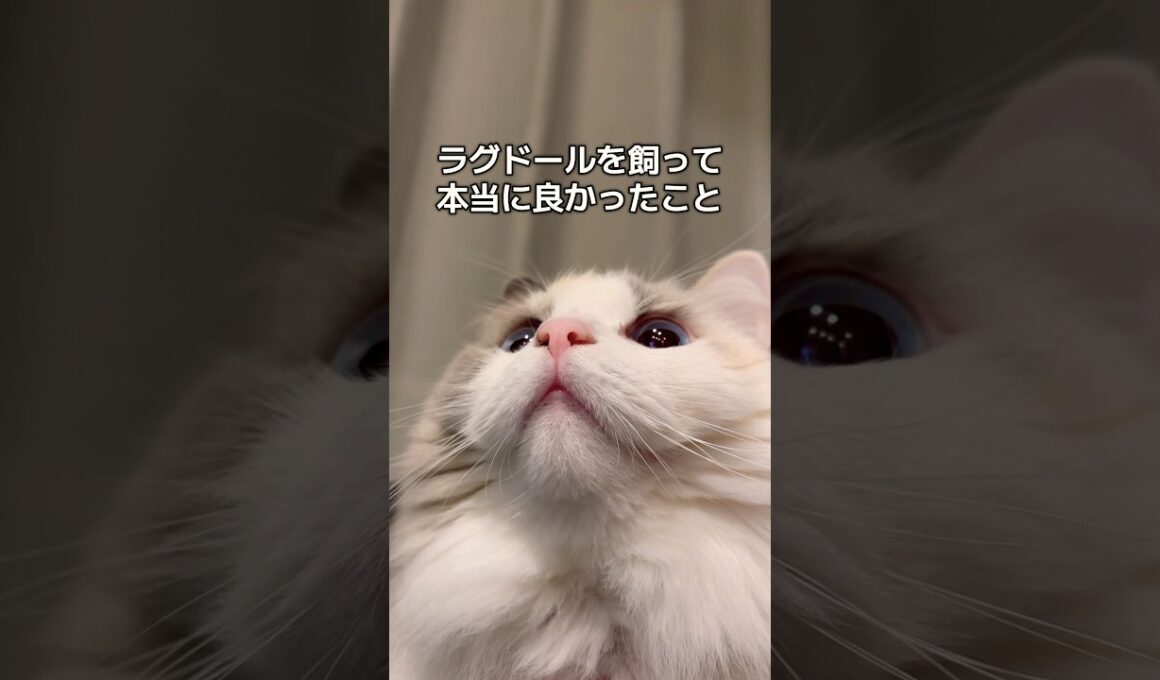 ラグドールを飼って本当に良かったこと👍🏻#shorts #猫 #cat #ラグドール