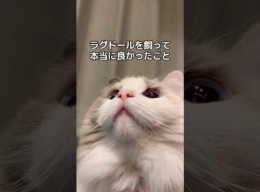 ラグドールを飼って本当に良かったこと👍🏻#shorts #猫 #cat #ラグドール