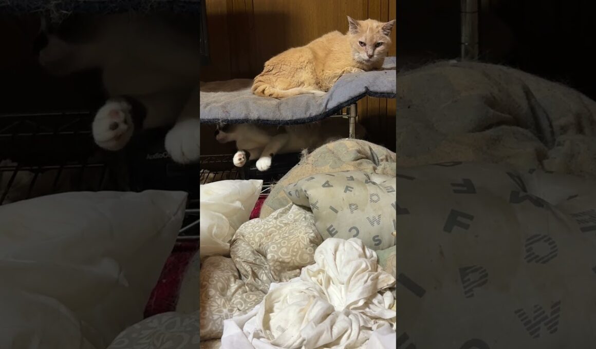 黒猫の黒夢、シャム雫と、ネコジャラシをして、迷惑顔のミヌエットのクリーム