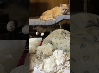 黒猫の黒夢、シャム雫と、ネコジャラシをして、迷惑顔のミヌエットのクリーム