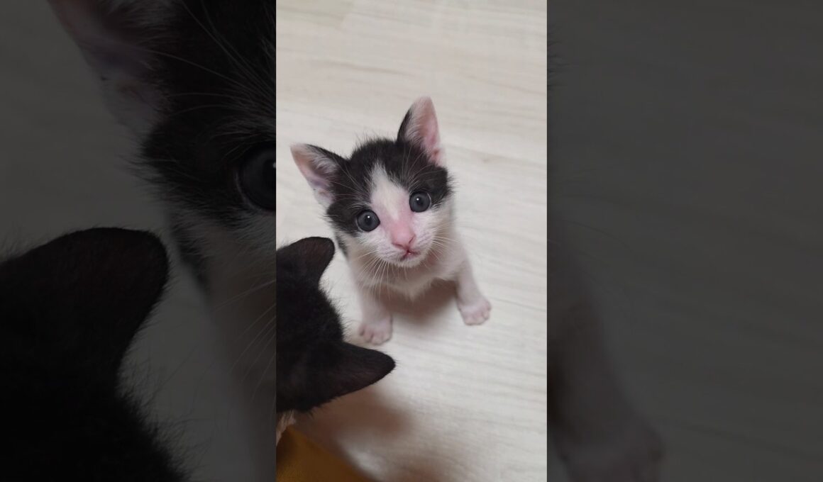 ボクらは最強なのさ♪ #にこねこ  #クッキー&クリーム