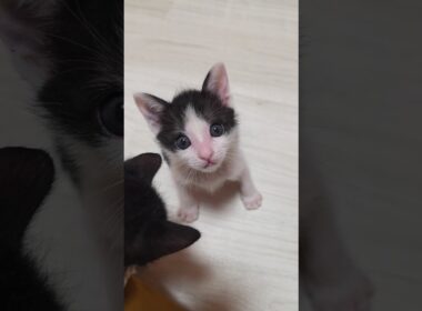 ボクらは最強なのさ♪ #にこねこ  #クッキー&クリーム