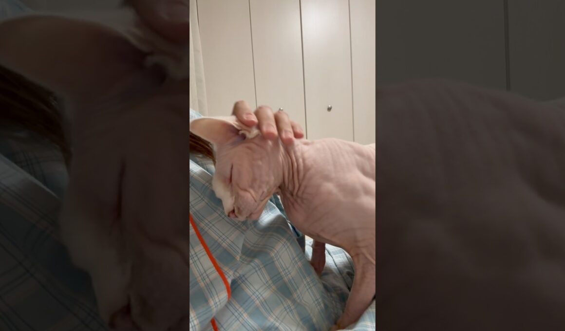 ゴロゴロ言いながらママに甘える猫アレクサンドラ【スフィンクス】