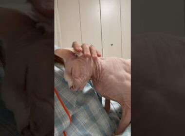 ゴロゴロ言いながらママに甘える猫アレクサンドラ【スフィンクス】