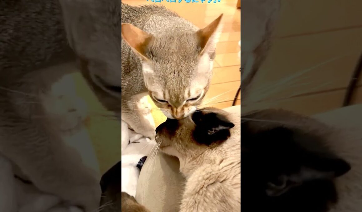 たぬき猫をしつこくペロペロして怒られちゃうシンガプーラなのにゃ♪ #cat #シンガプーラ #トンキニーズ#たぬき猫#singapura#tonkinese