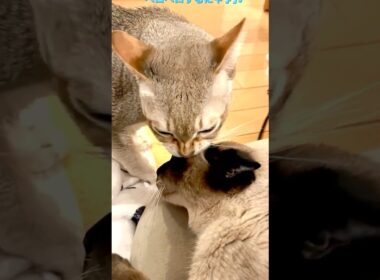 たぬき猫をしつこくペロペロして怒られちゃうシンガプーラなのにゃ♪ #cat #シンガプーラ #トンキニーズ#たぬき猫#singapura#tonkinese