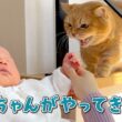 赤ちゃんと初対面を果たした人見知りマンチカンの反応が可愛すぎる！