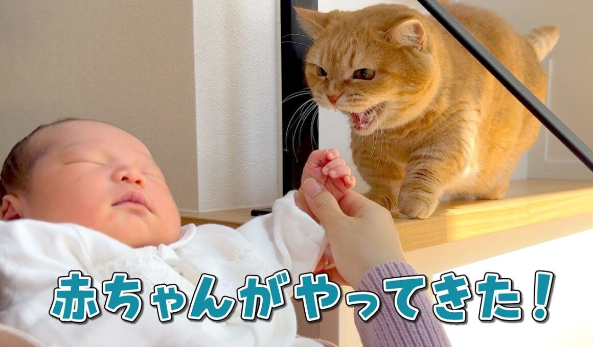 赤ちゃんと初対面を果たした人見知りマンチカンの反応が可愛すぎる！