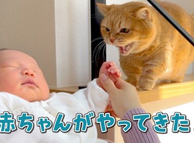 赤ちゃんと初対面を果たした人見知りマンチカンの反応が可愛すぎる！