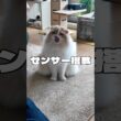 チーズの気配で必ず現れる猫🤣【スコティッシュフォールド】