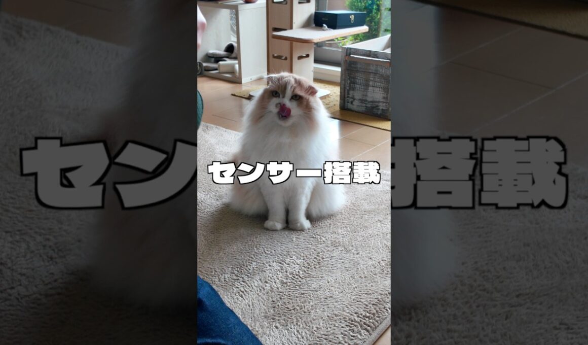 チーズの気配で必ず現れる猫🤣【スコティッシュフォールド】