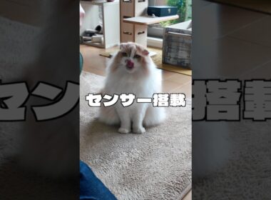 チーズの気配で必ず現れる猫🤣【スコティッシュフォールド】