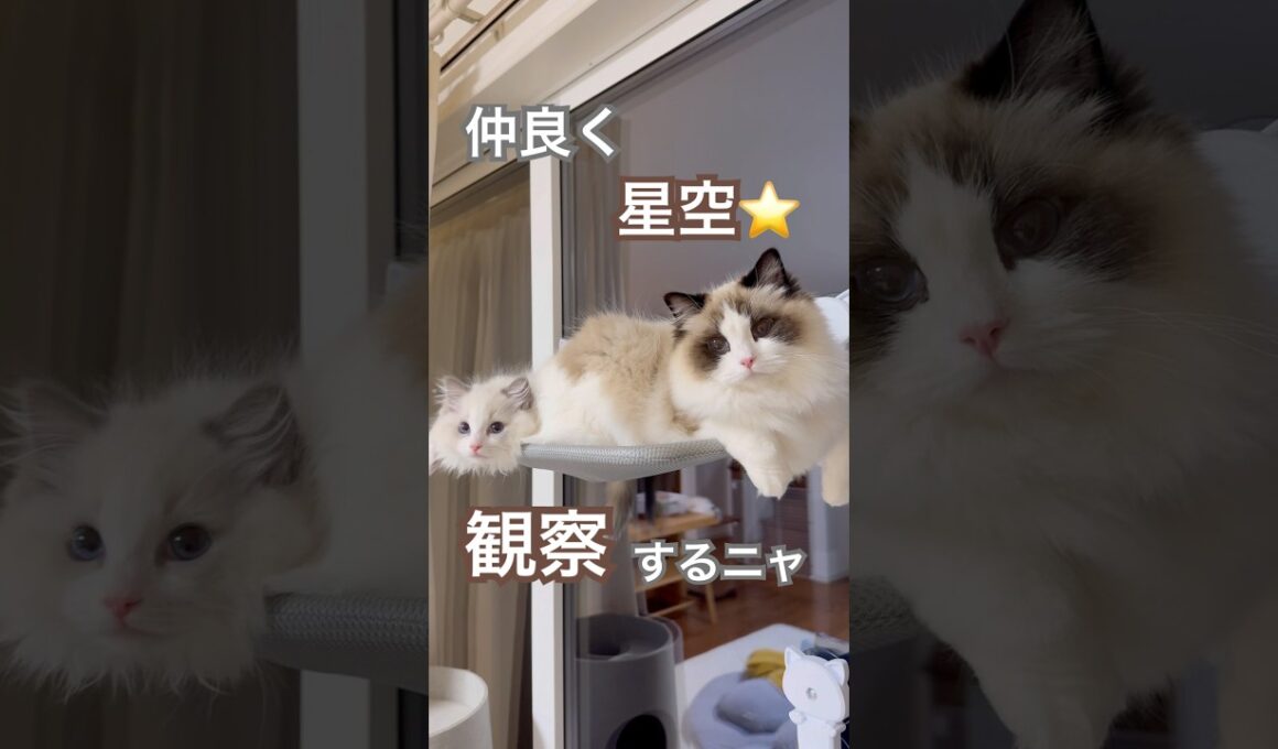 ミヨンの特等席にあんずが侵入した結果…#ラグドール #猫好きさんと繋がりたい #猫のいる暮らし #ねこ動画