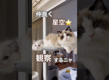 ミヨンの特等席にあんずが侵入した結果…#ラグドール #猫好きさんと繋がりたい #猫のいる暮らし #ねこ動画
