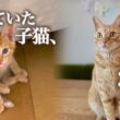 なぜか最後まで残っていた子猫、その理由を3年後に知りました。Why Was This Kitten Left Behind? I Found Out 3 Years Later.