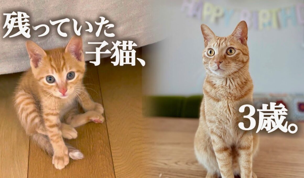 なぜか最後まで残っていた子猫、その理由を3年後に知りました。Why Was This Kitten Left Behind? I Found Out 3 Years Later.