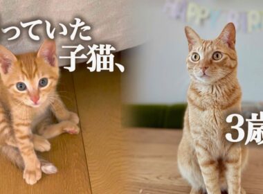 なぜか最後まで残っていた子猫、その理由を3年後に知りました。Why Was This Kitten Left Behind? I Found Out 3 Years Later.