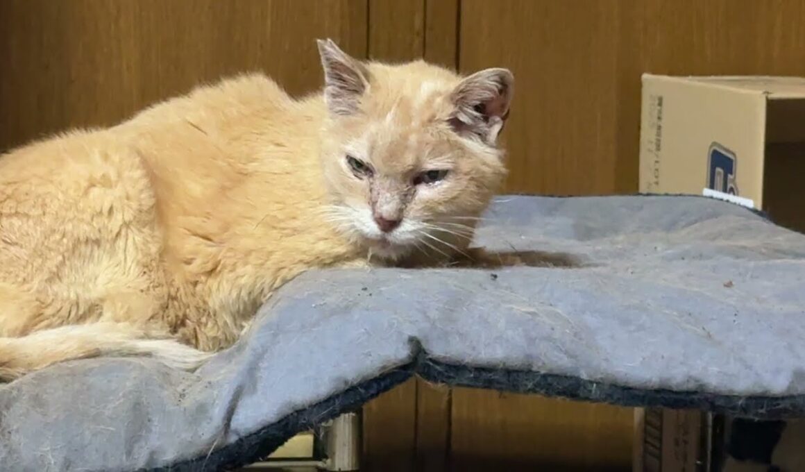 三毛猫ミックスとミヌエットのクリーム。隠れキャラのシャムのパンダくん