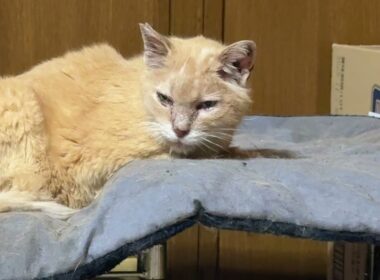 三毛猫ミックスとミヌエットのクリーム。隠れキャラのシャムのパンダくん