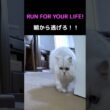 朝から大暴走⁉️ペルシャ猫の奇襲バトルがヤバい🐾#猫 #猫動画 #ペルシャ猫 #かわいい猫 #癒し #猫のいる暮らし #猫ショート #多頭飼い #猫バトル #朝の猫