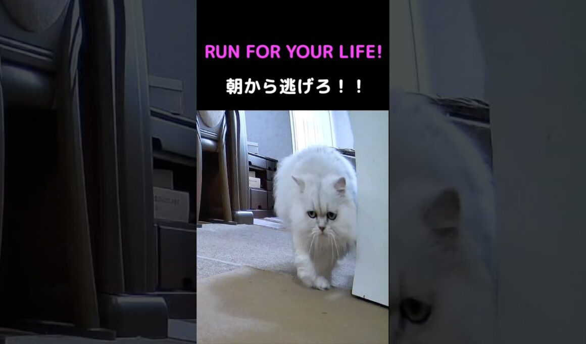 朝から大暴走⁉️ペルシャ猫の奇襲バトルがヤバい🐾#猫 #猫動画 #ペルシャ猫 #かわいい猫 #癒し #猫のいる暮らし #猫ショート #多頭飼い #猫バトル #朝の猫
