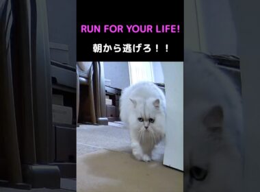 朝から大暴走⁉️ペルシャ猫の奇襲バトルがヤバい🐾#猫 #猫動画 #ペルシャ猫 #かわいい猫 #癒し #猫のいる暮らし #猫ショート #多頭飼い #猫バトル #朝の猫