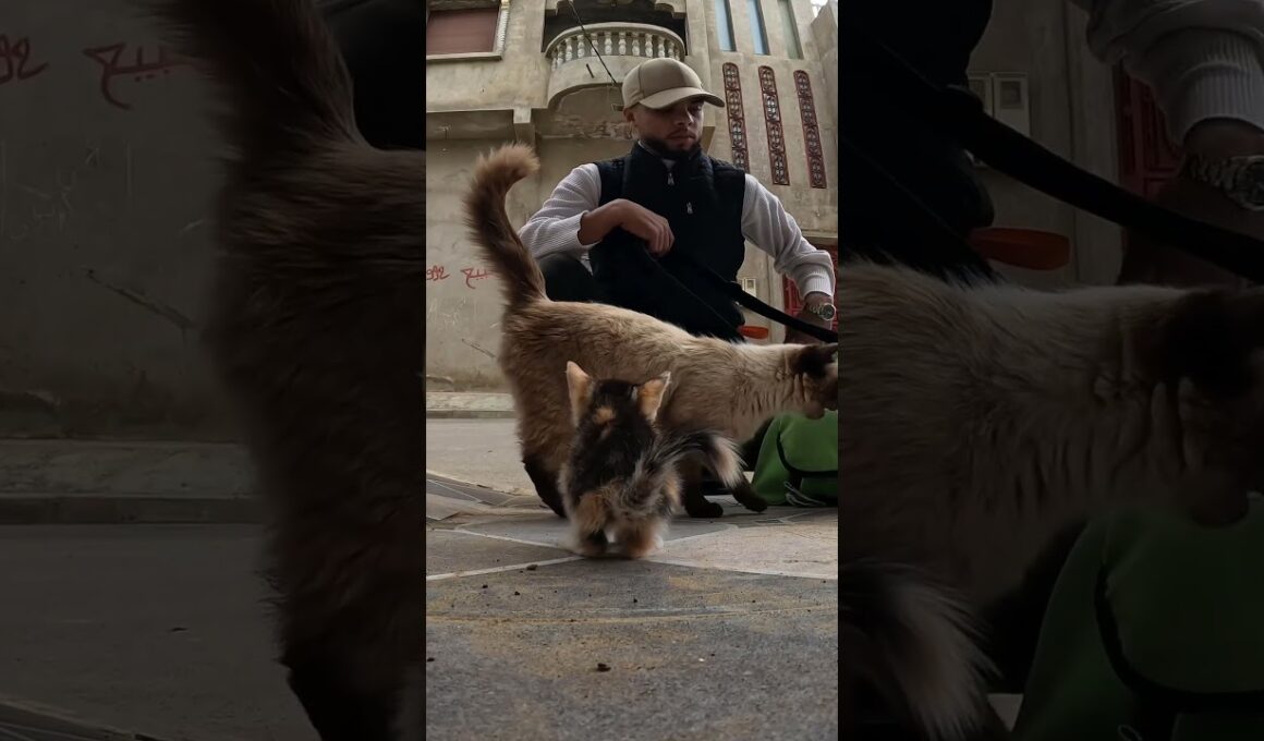 シャム猫は、自分が引き取った子猫たちを愛情深く、優しく見つめている。 #kitten #cat #cute #lifeisbutadream