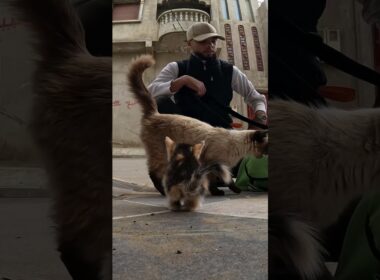 シャム猫は、自分が引き取った子猫たちを愛情深く、優しく見つめている。 #kitten #cat #cute #lifeisbutadream