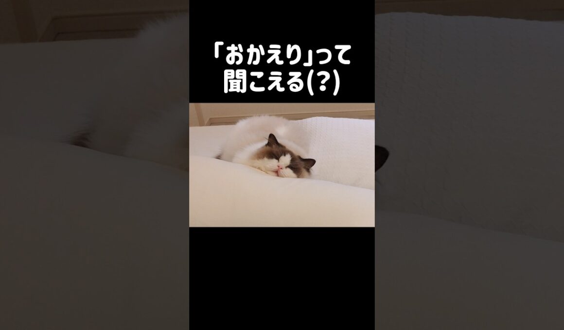 いつからその体勢？？ #shorts #猫 #ラグドール #甘えん坊猫 #もふもふ #猫のいる生活