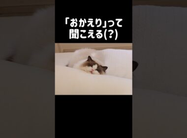 いつからその体勢？？ #shorts #猫 #ラグドール #甘えん坊猫 #もふもふ #猫のいる生活