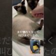 叫ぶシャム猫たち😸　Siamese cats scream! #シャム猫 #猫  #cat #siamesecat #しゃむねこ #catcat #cute