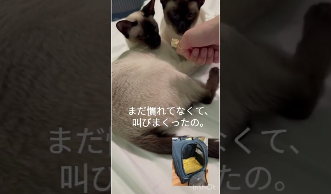叫ぶシャム猫たち😸　Siamese cats scream! #シャム猫 #猫  #cat #siamesecat #しゃむねこ #catcat #cute