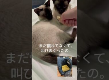 叫ぶシャム猫たち😸　Siamese cats scream! #シャム猫 #猫  #cat #siamesecat #しゃむねこ #catcat #cute