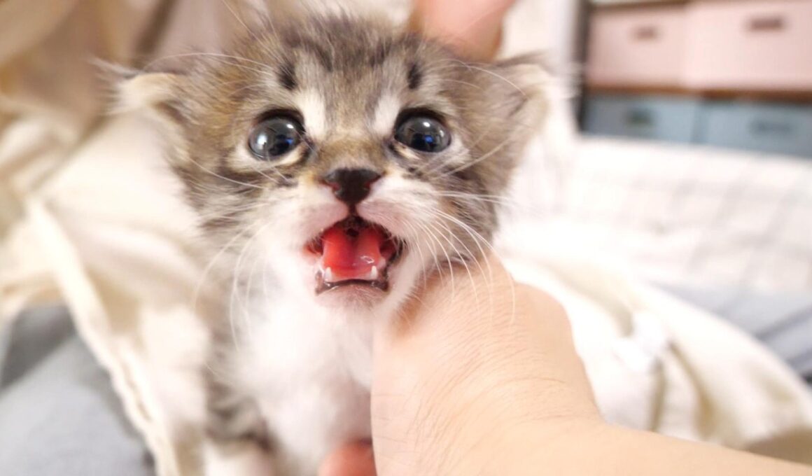 早く早くとカワイイ鳴き声で急かす赤ちゃん子猫と、なかなか冷めないミルク？【赤ちゃん猫　保護猫】