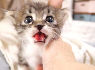 早く早くとカワイイ鳴き声で急かす赤ちゃん子猫と、なかなか冷めないミルク？【赤ちゃん猫　保護猫】