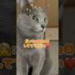 身長180センチになった猫❤️ #猫 #ロシアンブルー #catshorts #shorts