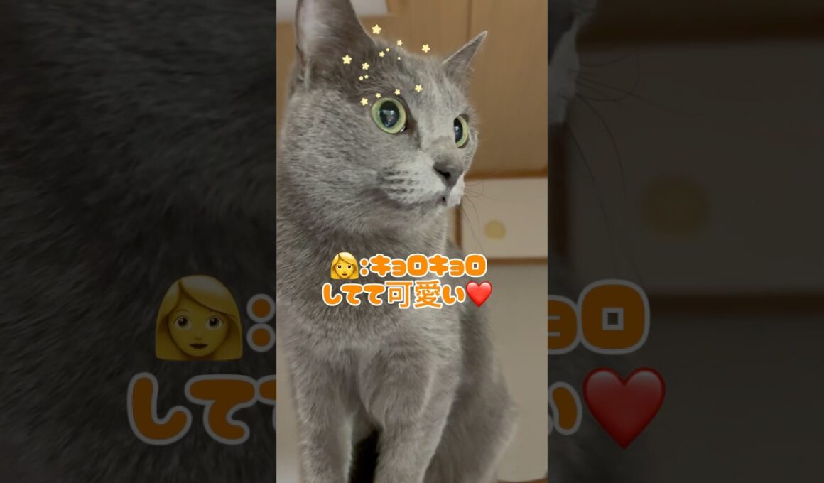 身長180センチになった猫❤️ #猫 #ロシアンブルー #catshorts #shorts