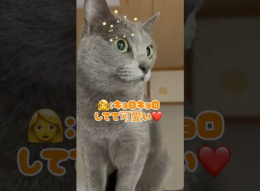 身長180センチになった猫❤️ #猫 #ロシアンブルー #catshorts #shorts