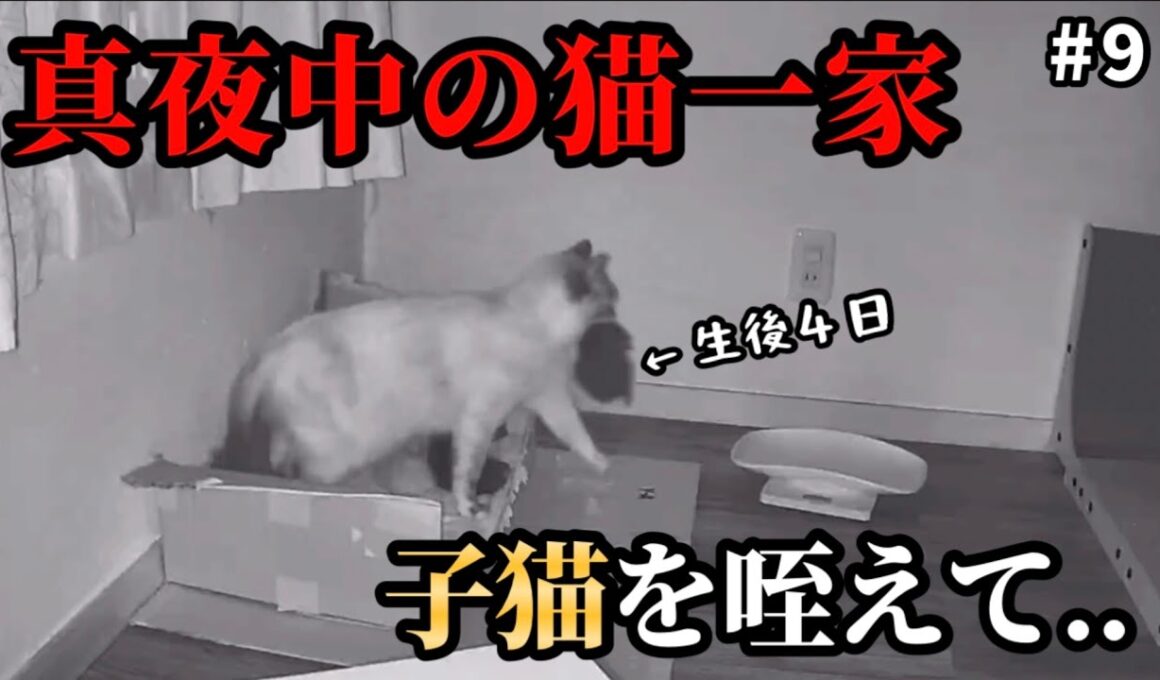 元野良ママさん子猫を咥えてどこへ..