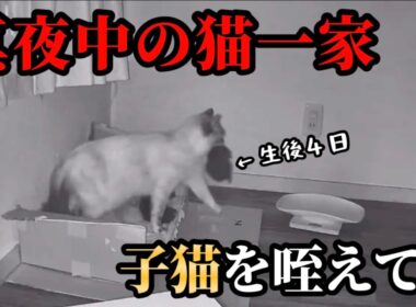 元野良ママさん子猫を咥えてどこへ..