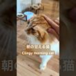 【極上】人間に甘える猫　#メインクーン #cat