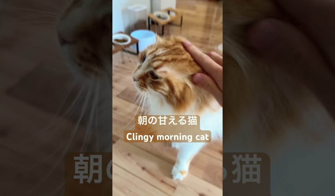 【極上】人間に甘える猫　#メインクーン #cat