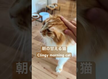 【極上】人間に甘える猫　#メインクーン #cat