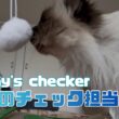 バーマン猫ラフとウリ【本日のチェック担当】Today's checker（バーマン猫）Birman/Cat