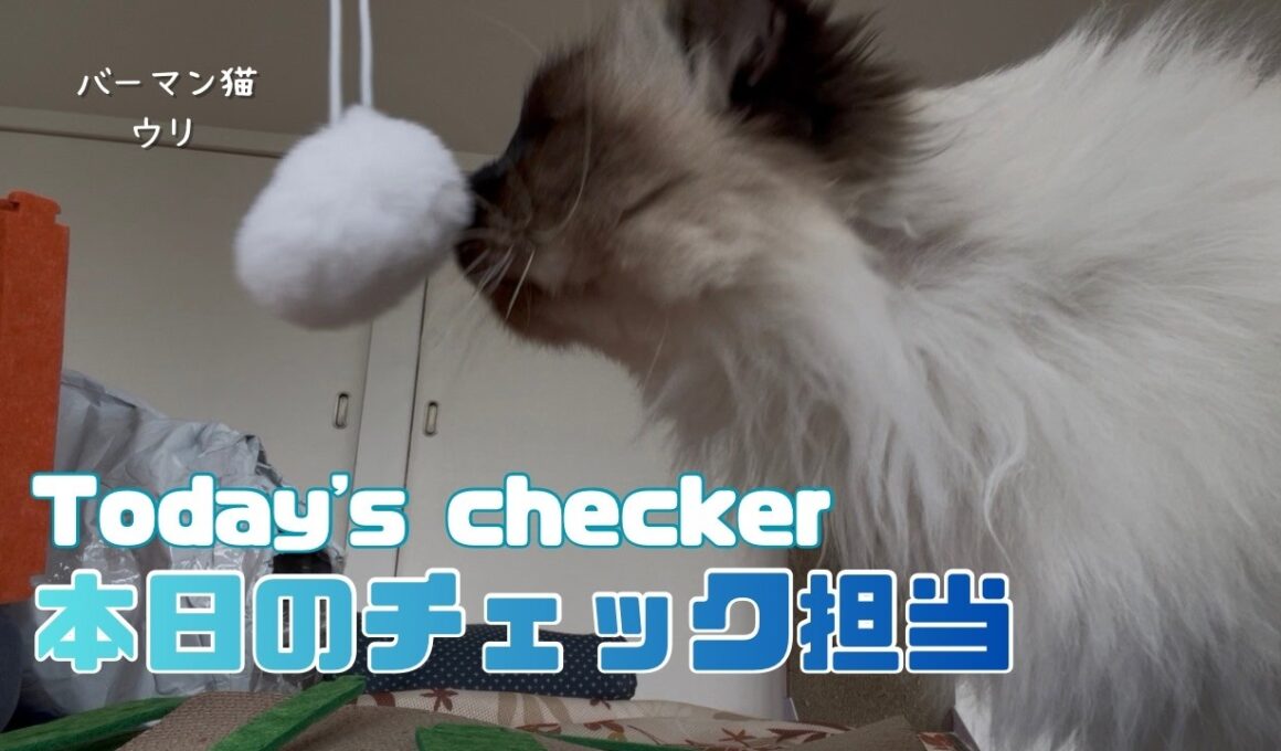 バーマン猫ラフとウリ【本日のチェック担当】Today's checker（バーマン猫）Birman/Cat