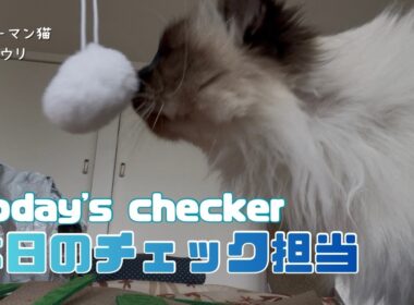 バーマン猫ラフとウリ【本日のチェック担当】Today's checker（バーマン猫）Birman/Cat